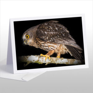 Morepork on tree branch