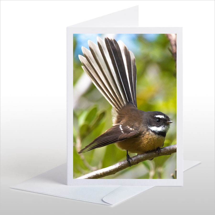 Perching Fantail