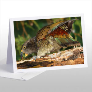 Kea, the endangered NZ alpine parrot