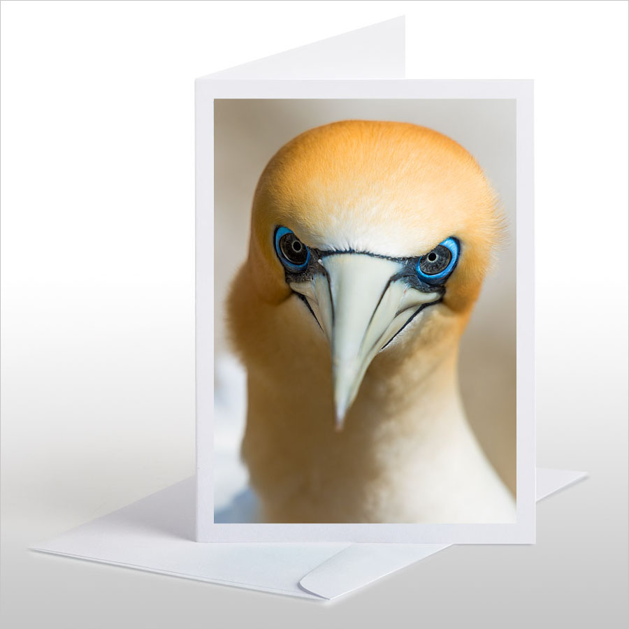 Gannet Gaze