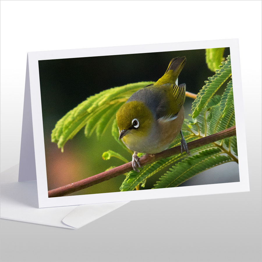 Waxeye on Wattle