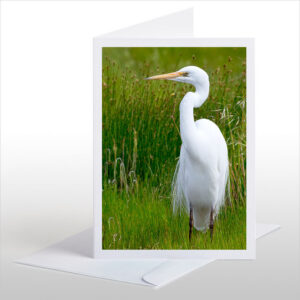 Kotuku, White Heron