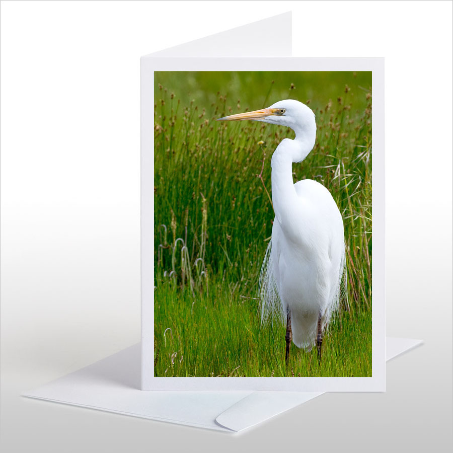 Kotuku, White Heron
