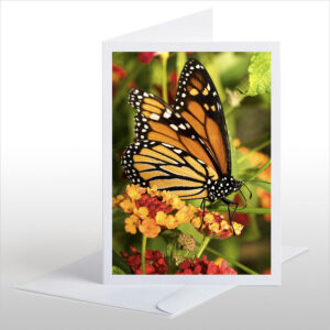 The Monarch Butterfly