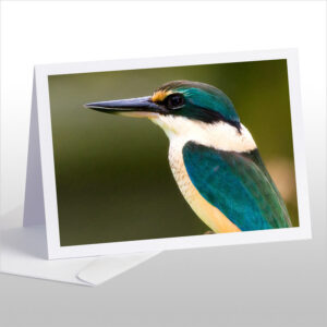 The Sacred Kingfisher