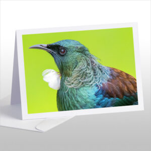 Tui Portrait