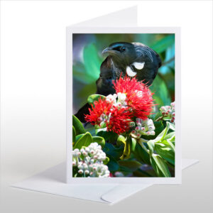 Tui in Summer Pohutukawa