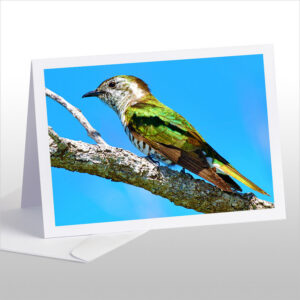 Pipiwharauroa, Shining Cuckoo