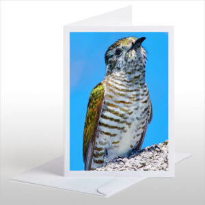 Shining Cuckoo, Pipiwharauroa