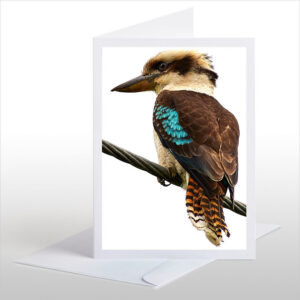 The (NZ) Laughing Kookaburra