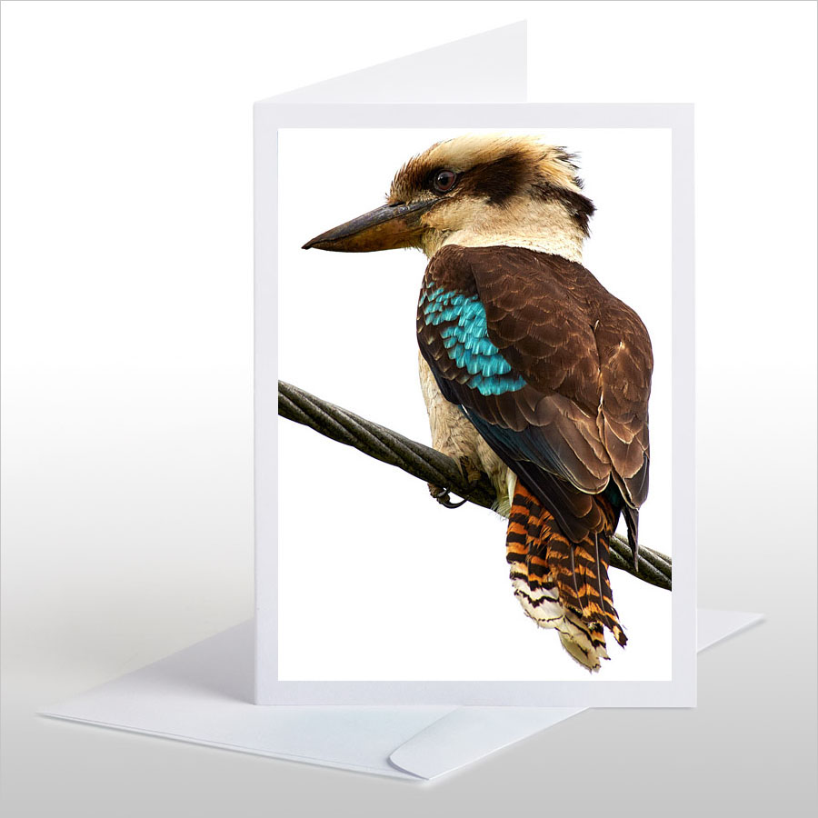 The (NZ) Laughing Kookaburra