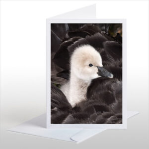 Cygnet riding on its Mother's back