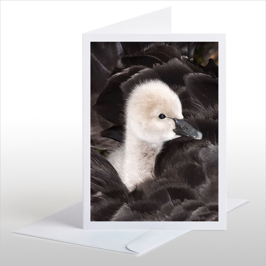 Cygnet riding on its Mother's back