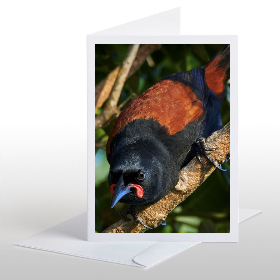 Crouching Saddleback