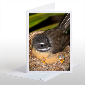 Fantail Mum with Chicks