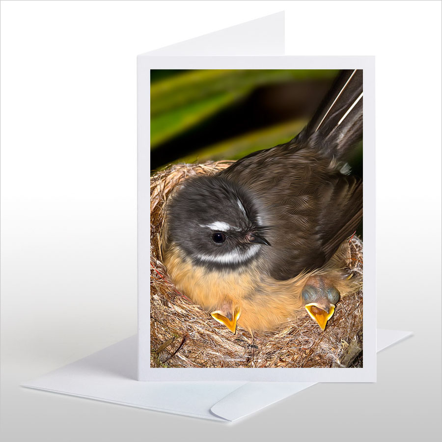 Fantail Mum with Chicks