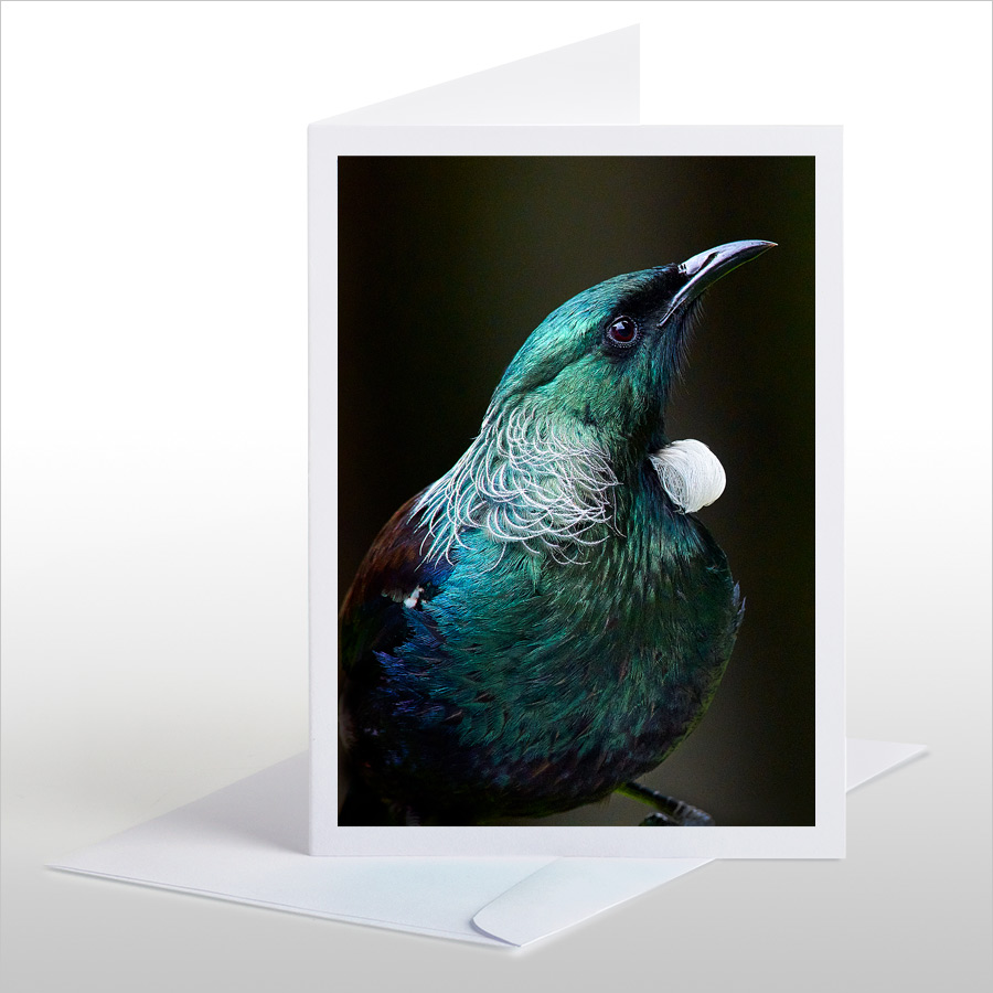 Tui - a handsome Male