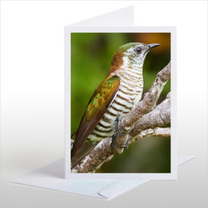 Shining Cuckoo, Pipiwharauroa